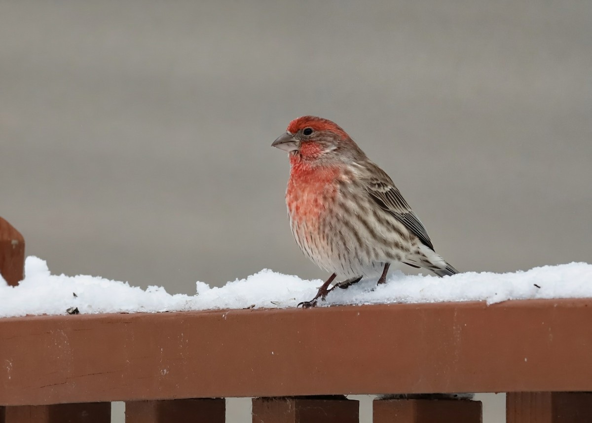 House Finch - ML646933997