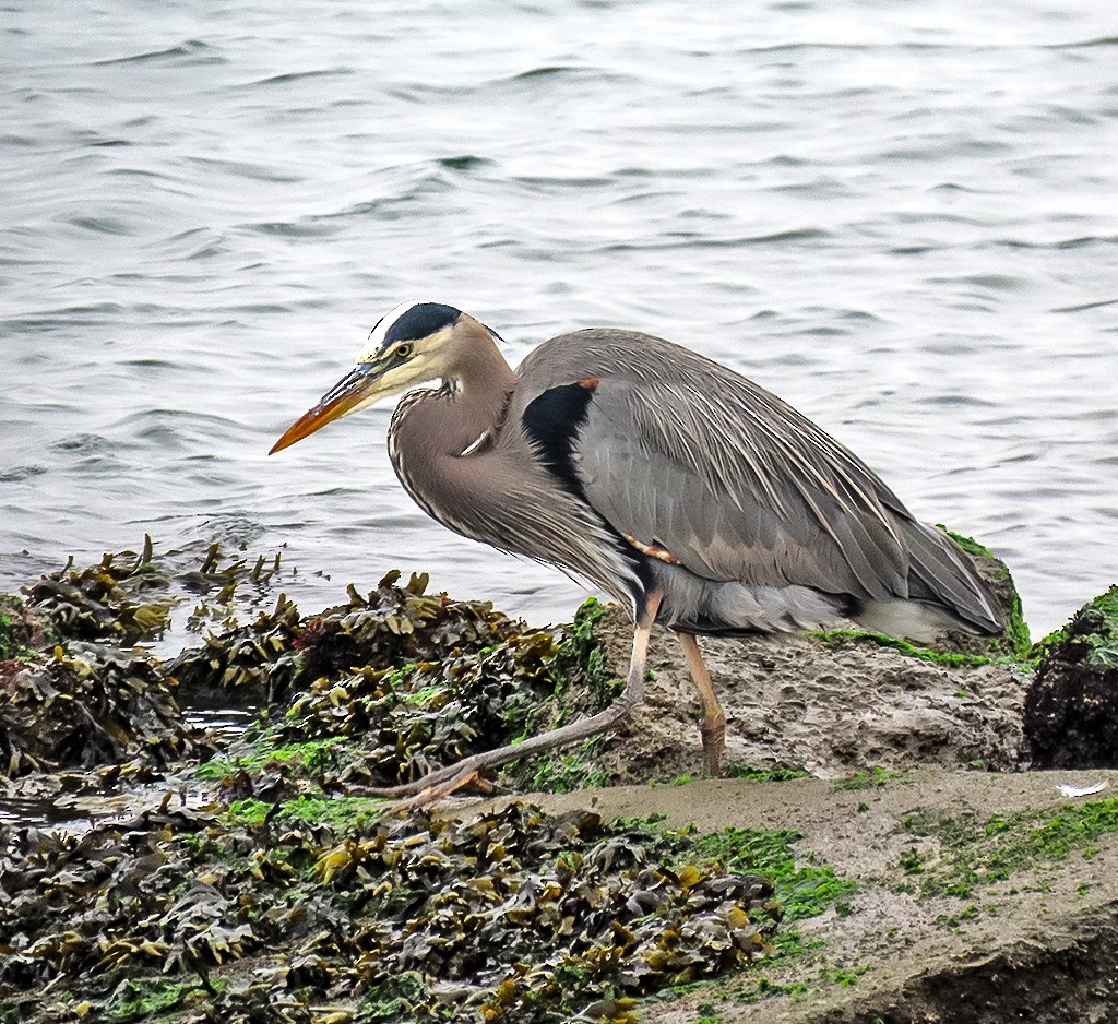 Kanadareiher - ML646933999