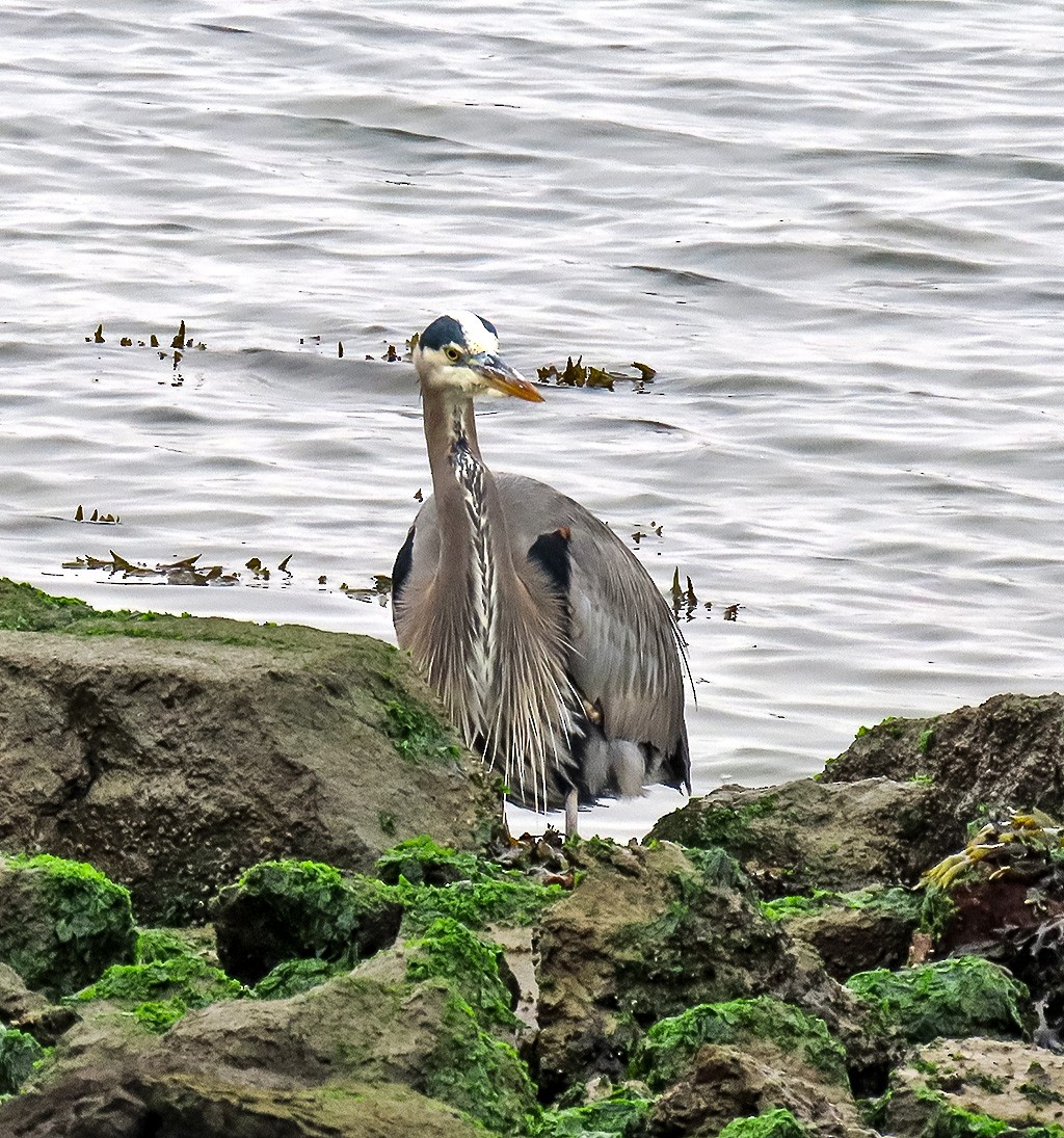 Kanadareiher - ML646934000