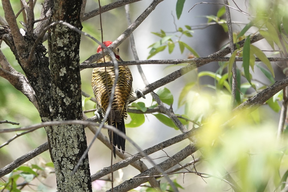 Декол чорногорлий - ML646934002