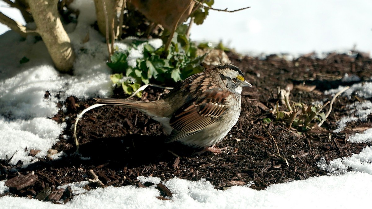 ノドジロシトド - ML646934003