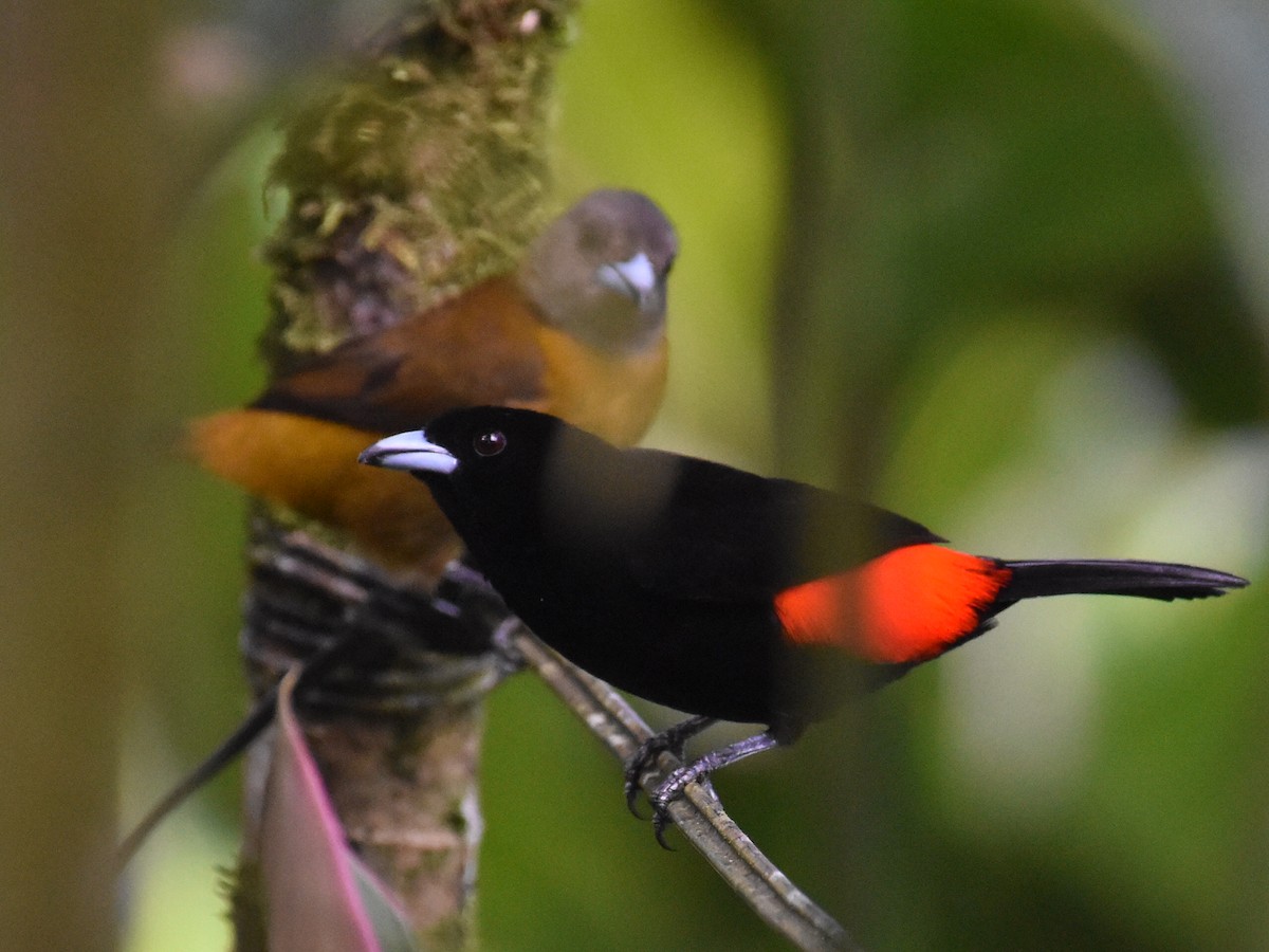 Tangara Terciopelo - ML646934004