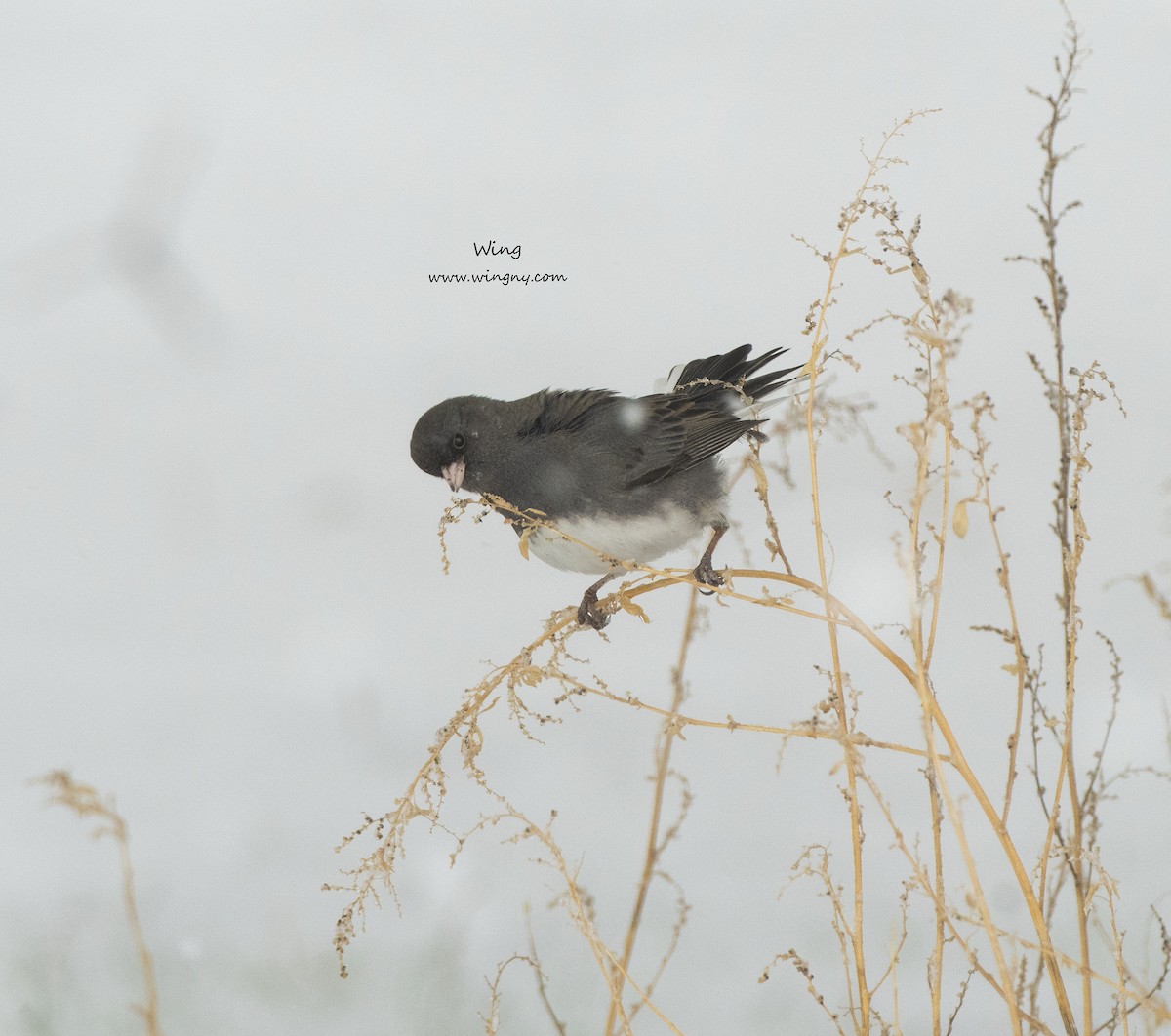 Dark-eyed Junco - ML646934005