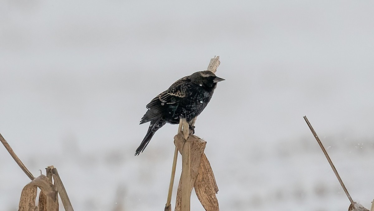 Red-winged Blackbird - ML646934006
