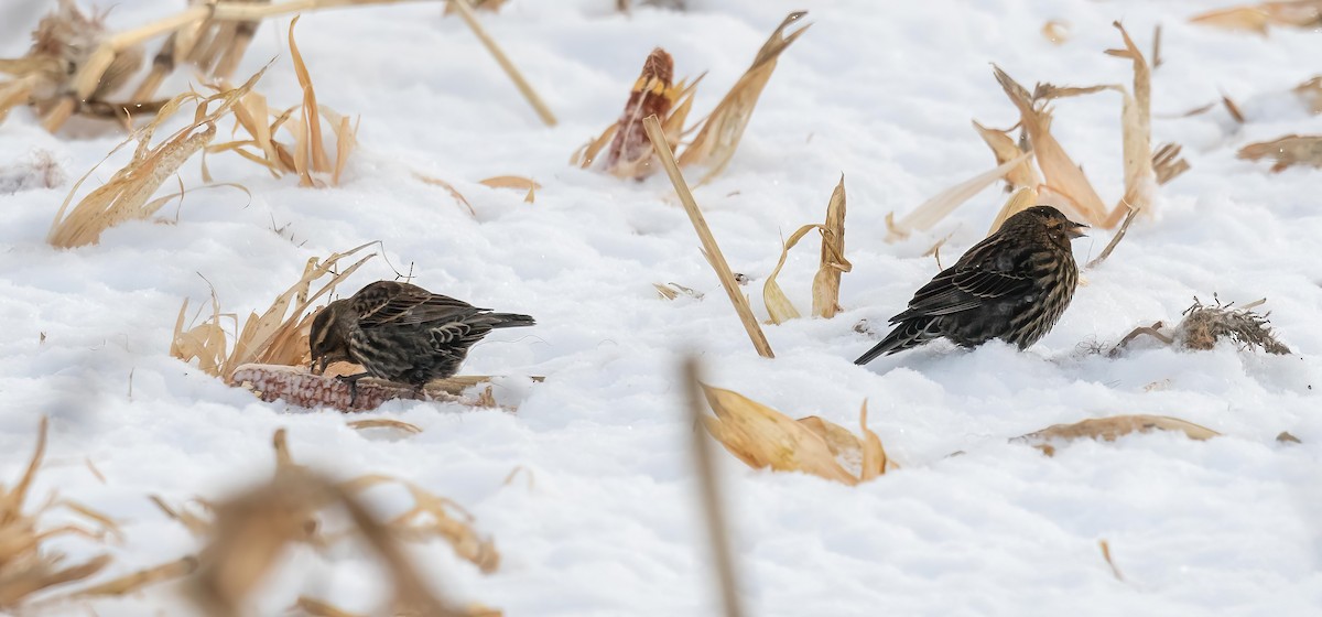 Red-winged Blackbird - ML646934007