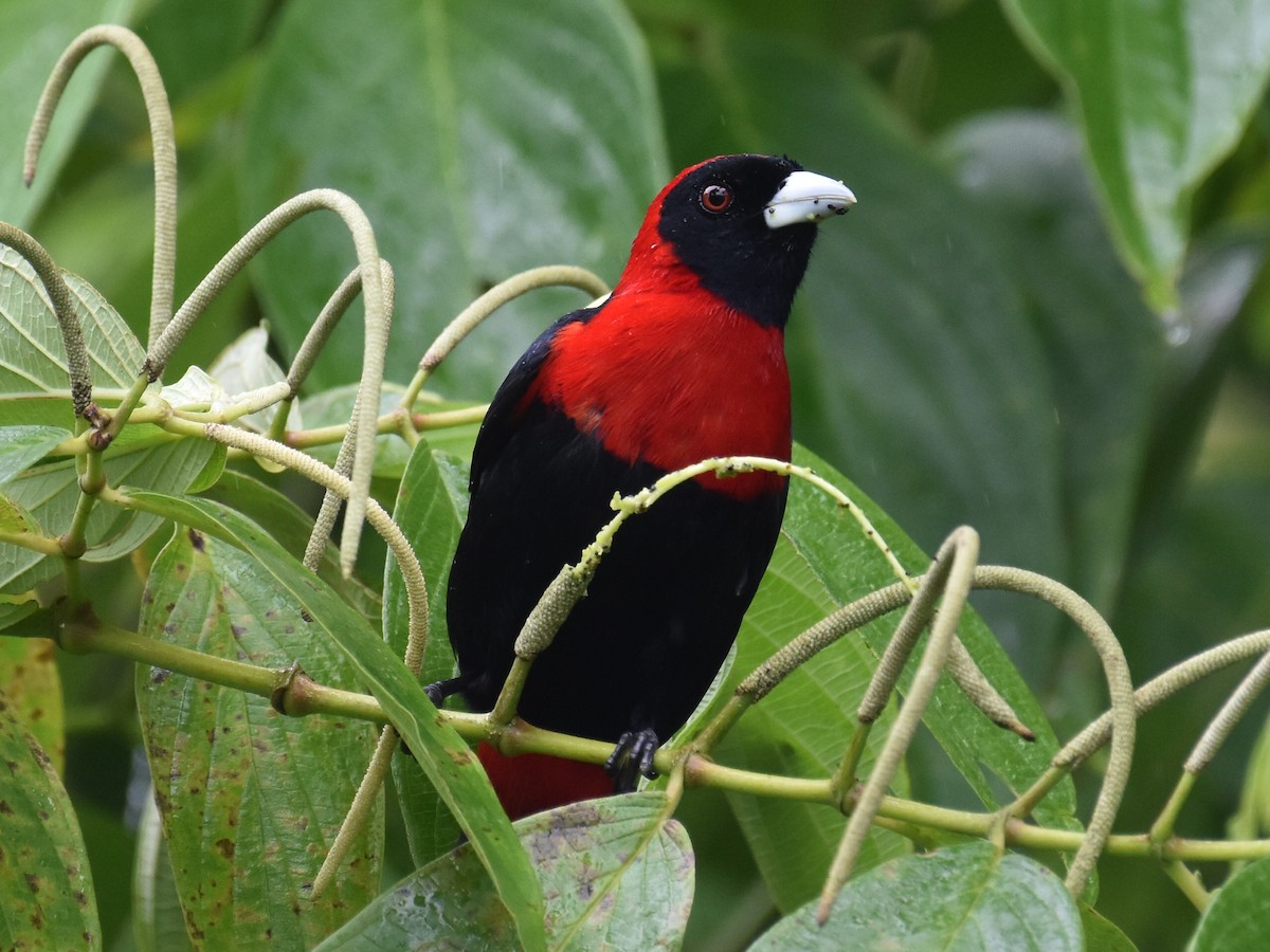 Tangara Acollarada - ML646934017