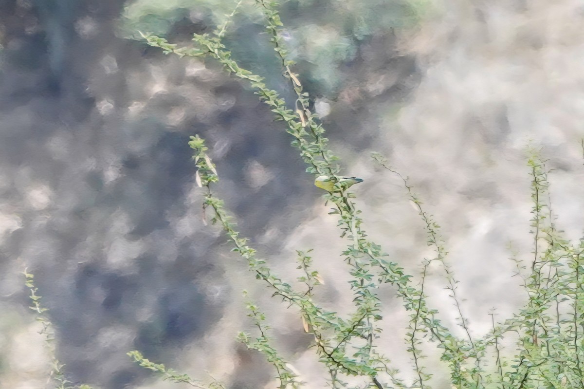 Папуга-горобець жовтощокий - ML646934018