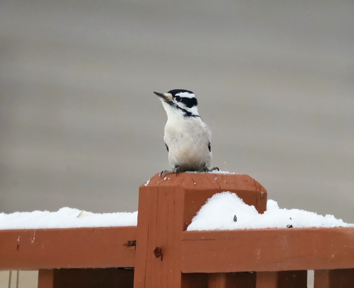 Downy Woodpecker - ML646934019