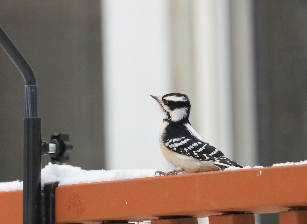 Downy Woodpecker - ML646934020