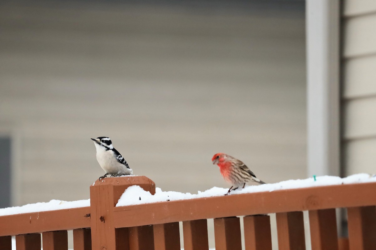 Downy Woodpecker - ML646934023