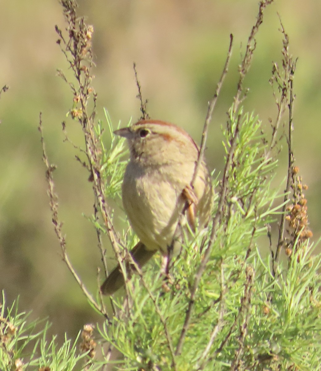 Rufous-crowned Sparrow - ML646934026