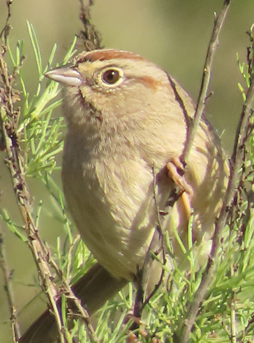 Rufous-crowned Sparrow - ML646934027