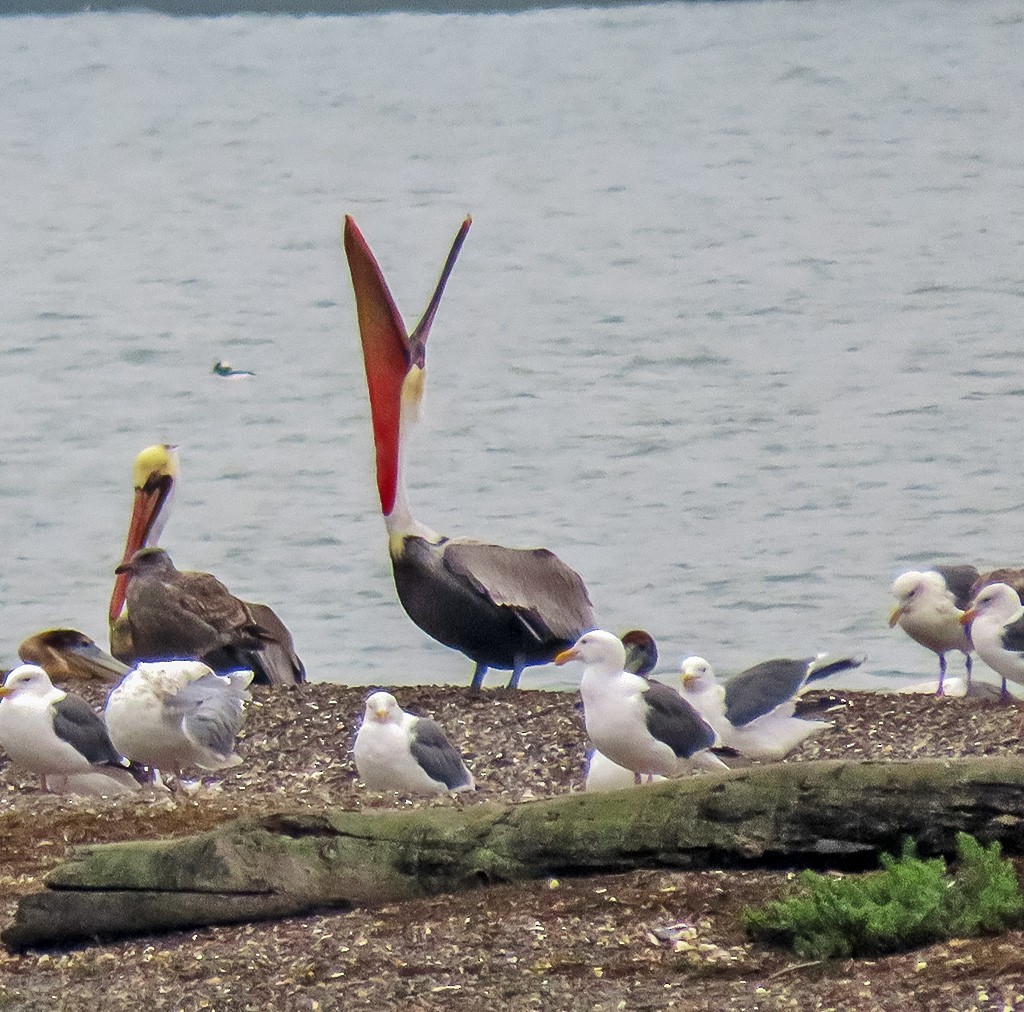 Braunpelikan - ML646934028