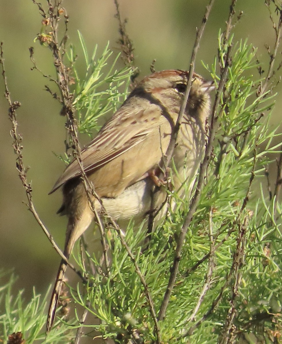 Rufous-crowned Sparrow - ML646934029