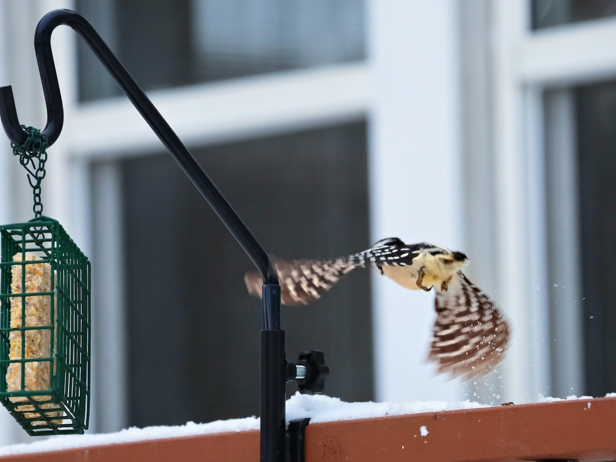 Downy Woodpecker - ML646934030