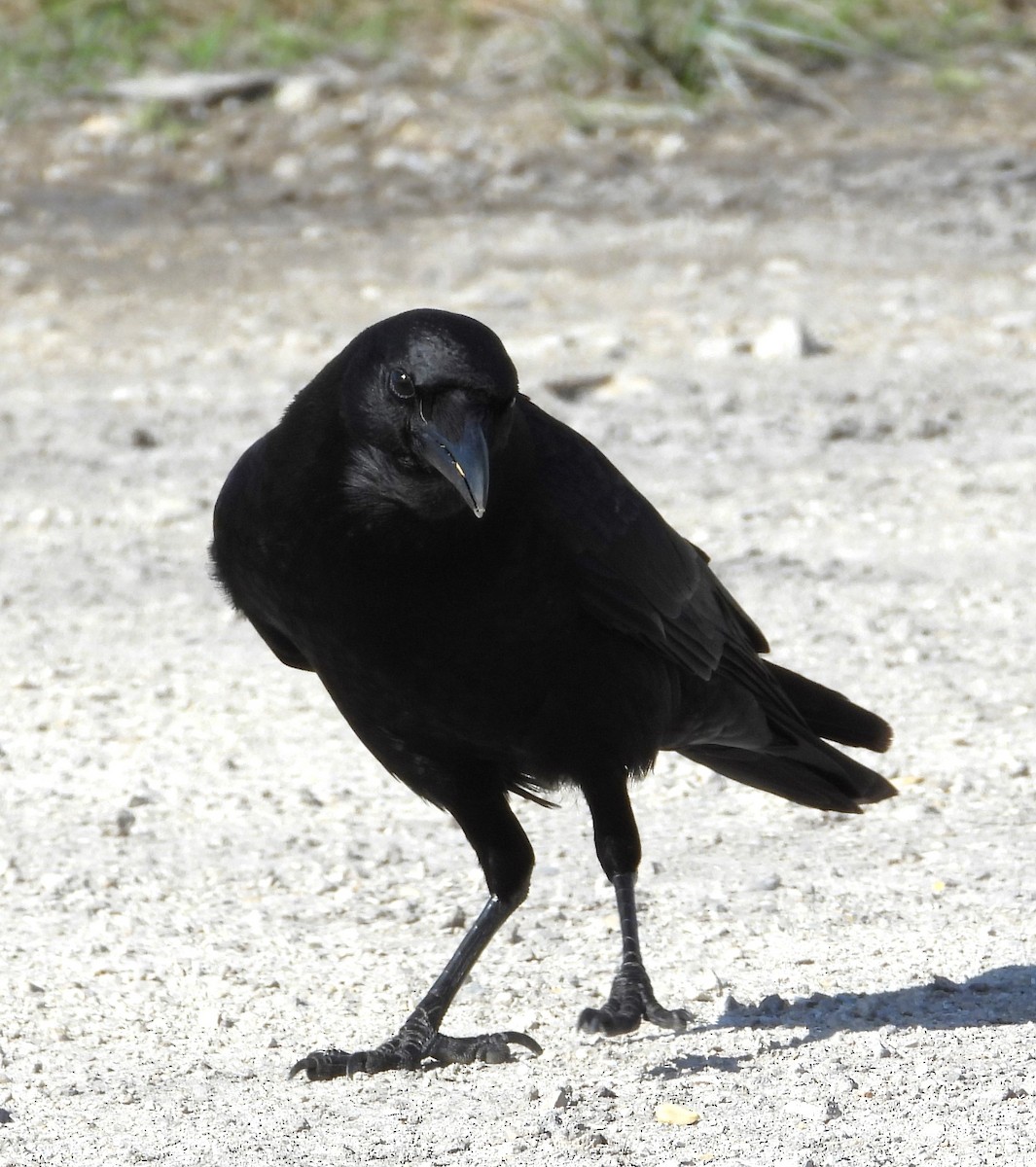 amerikakråke - ML646934036