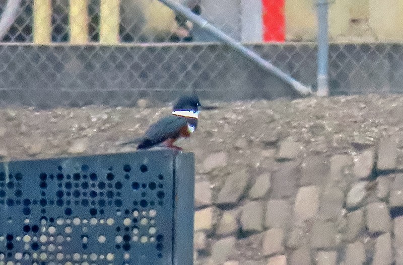 Gürtelfischer - ML646934038