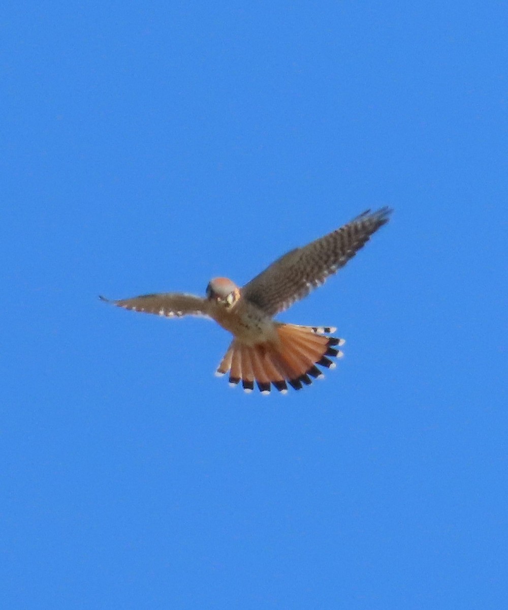 American Kestrel - ML646934042