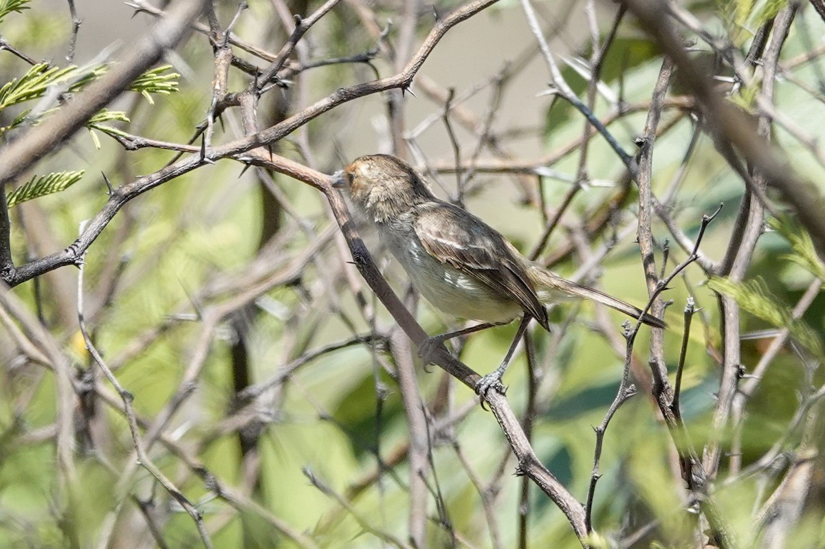 Fulvous-faced Scrub-Tyrant - ML646934043