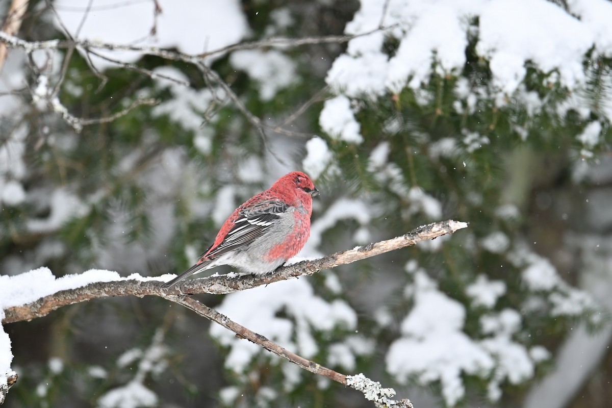 Pinu-gailupa - ML646934046