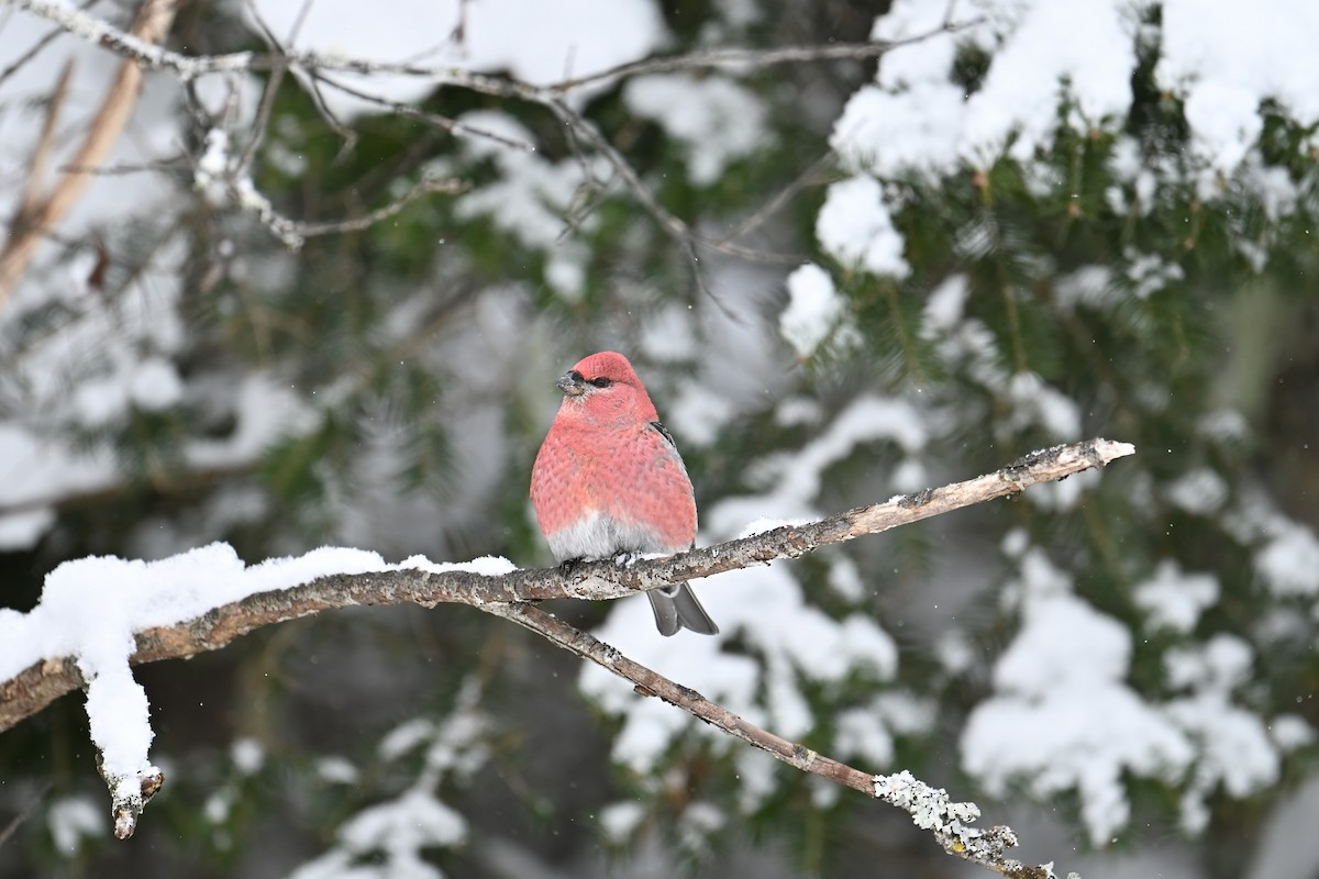 Pinu-gailupa - ML646934047