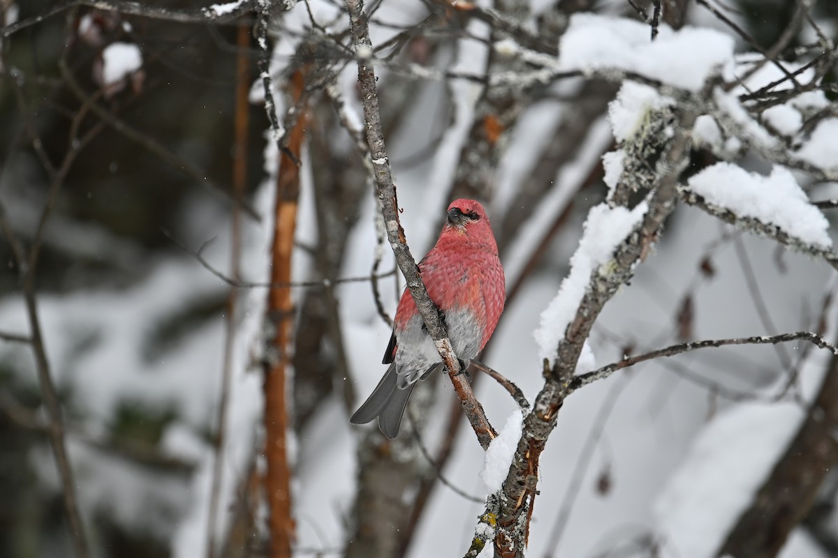 Pinu-gailupa - ML646934049