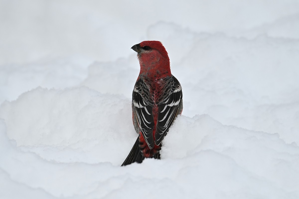 Pinu-gailupa - ML646934050