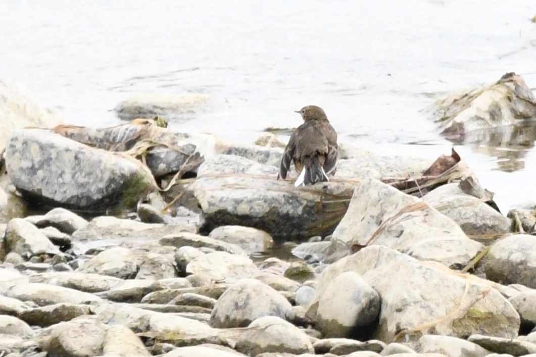 American Pipit - ML646934053