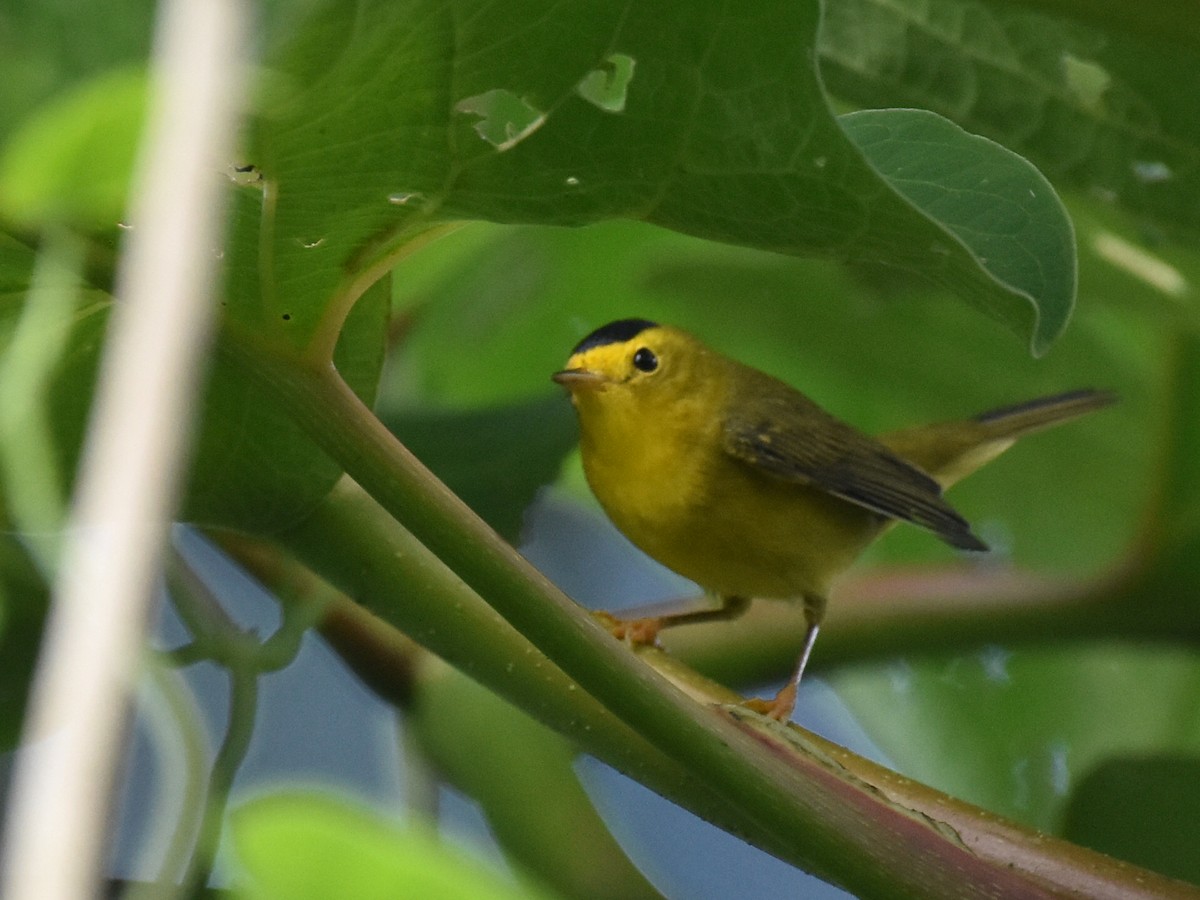 Reinita de Wilson - ML646934054