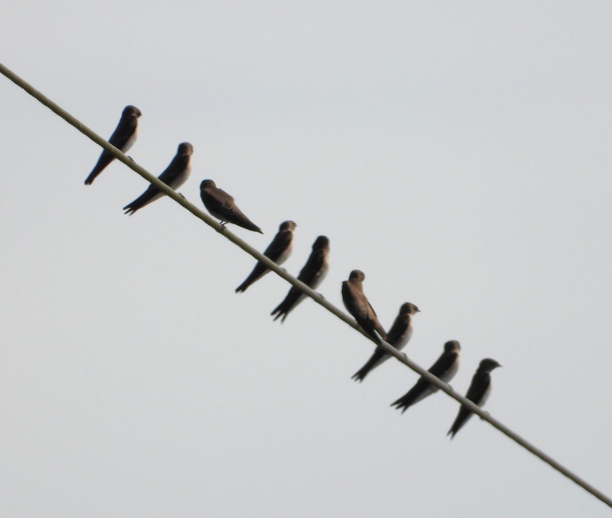 nordtaggsvale - ML646934055