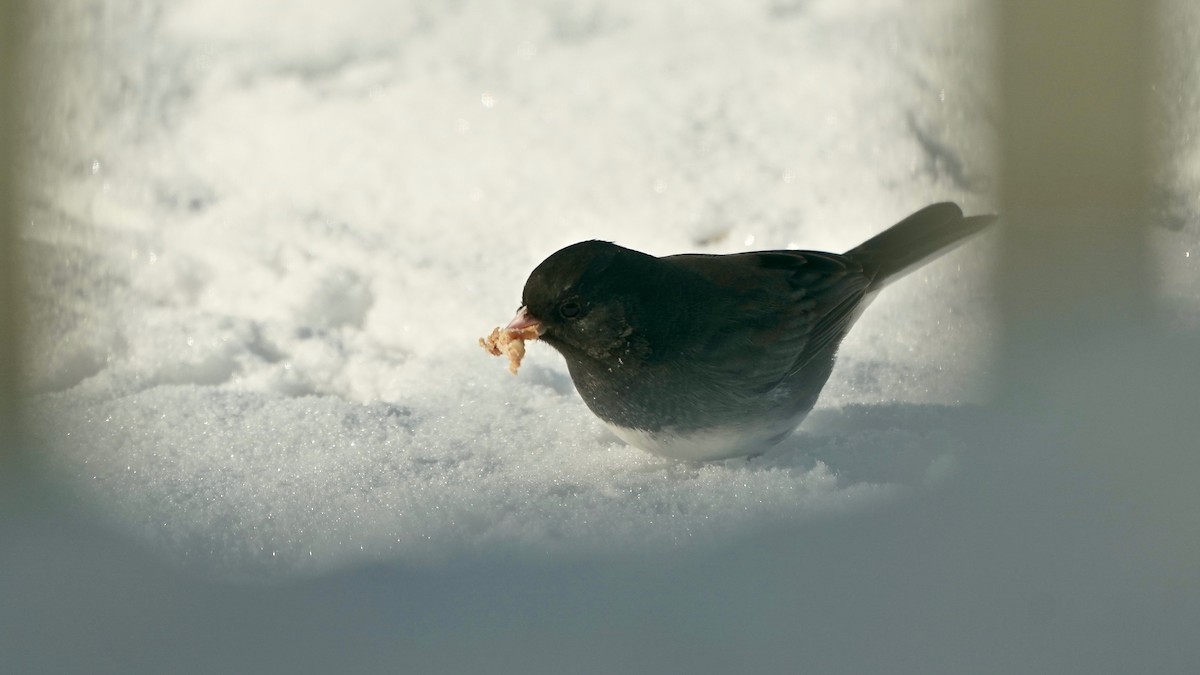 ユキヒメドリ - ML646934056