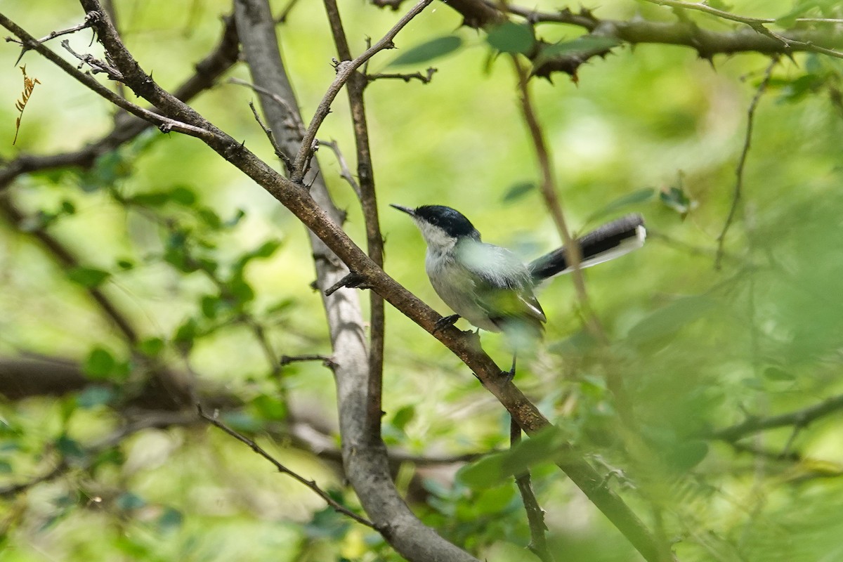 Marañon Gnatcatcher - ML646934060
