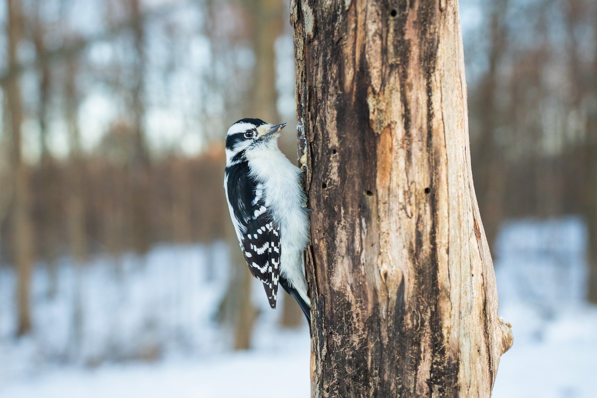 Downy Woodpecker - ML646934061