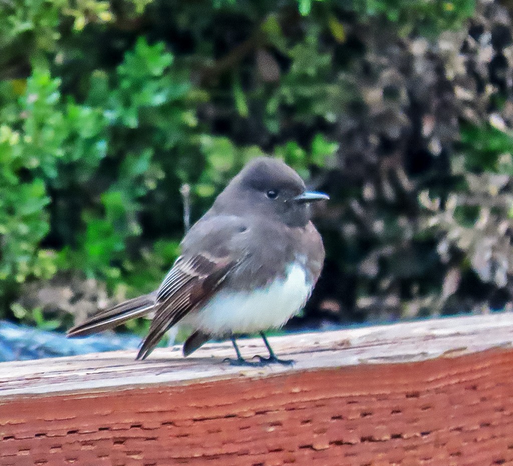 Schwarzkopf-Phoebetyrann - ML646934062