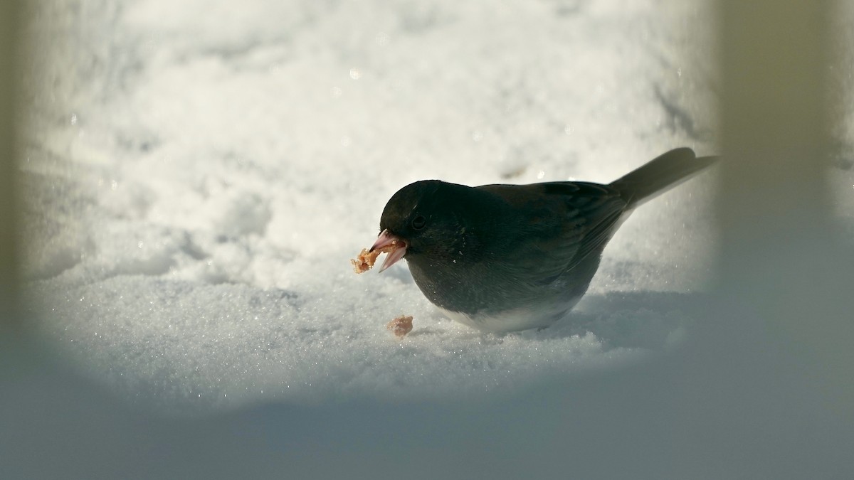 ユキヒメドリ - ML646934063