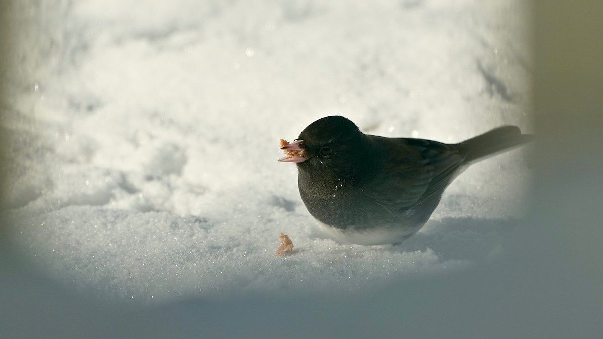 ユキヒメドリ - ML646934067