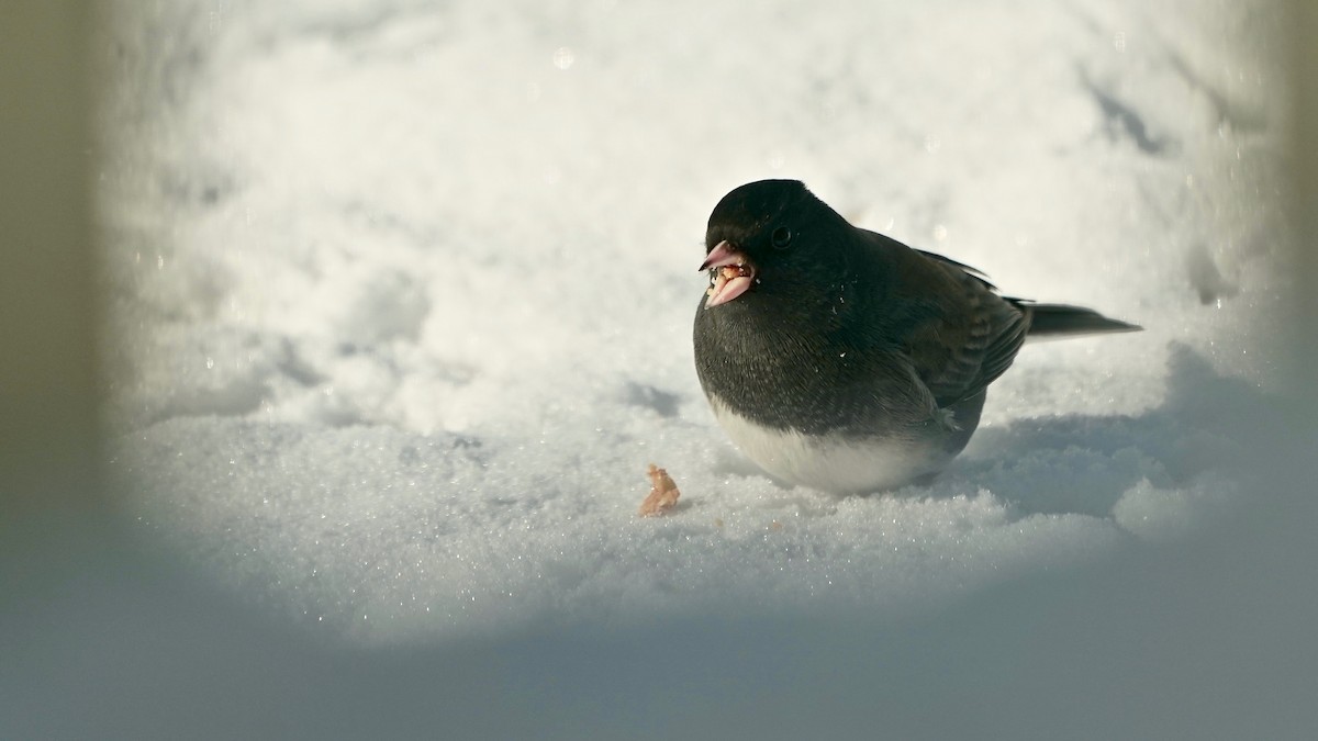 ユキヒメドリ - ML646934068