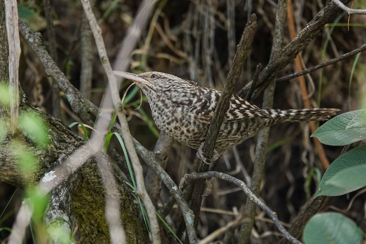 Різжак смугастий - ML646934072