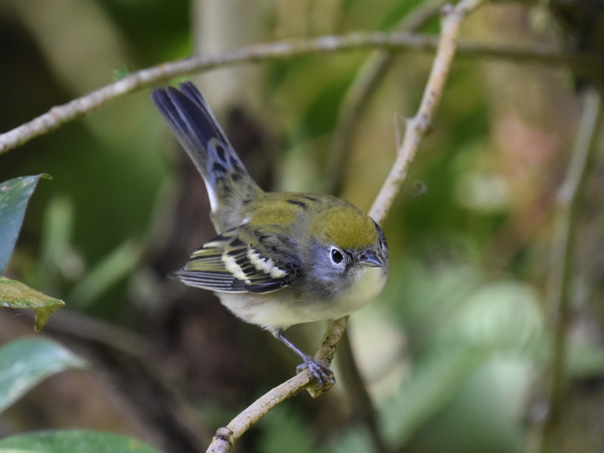 Reinita de Pensilvania - ML646934074