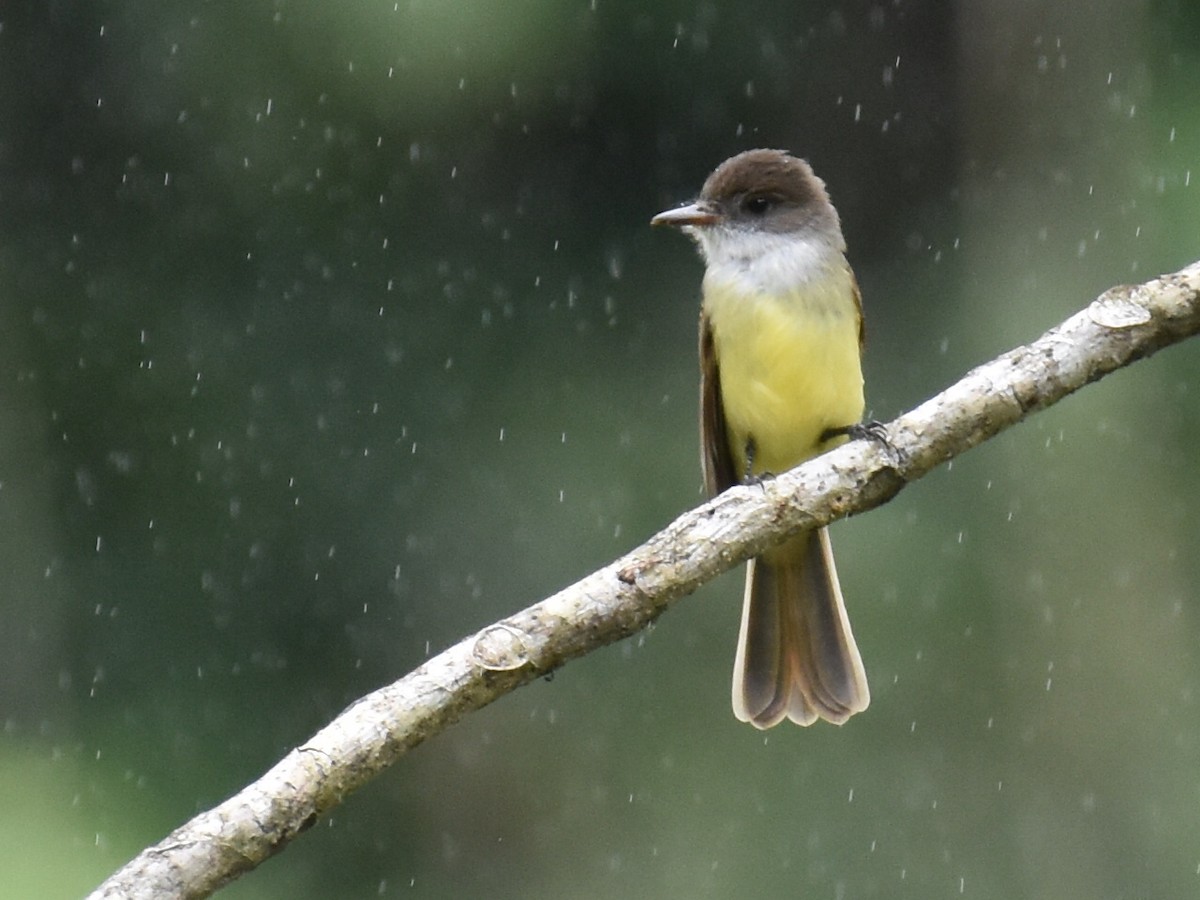 Copetón Capirotado - ML646934087