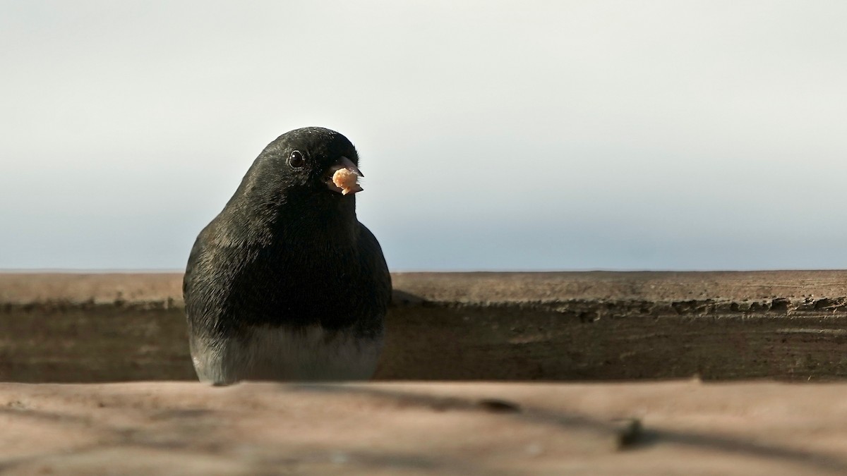 ユキヒメドリ - ML646934090