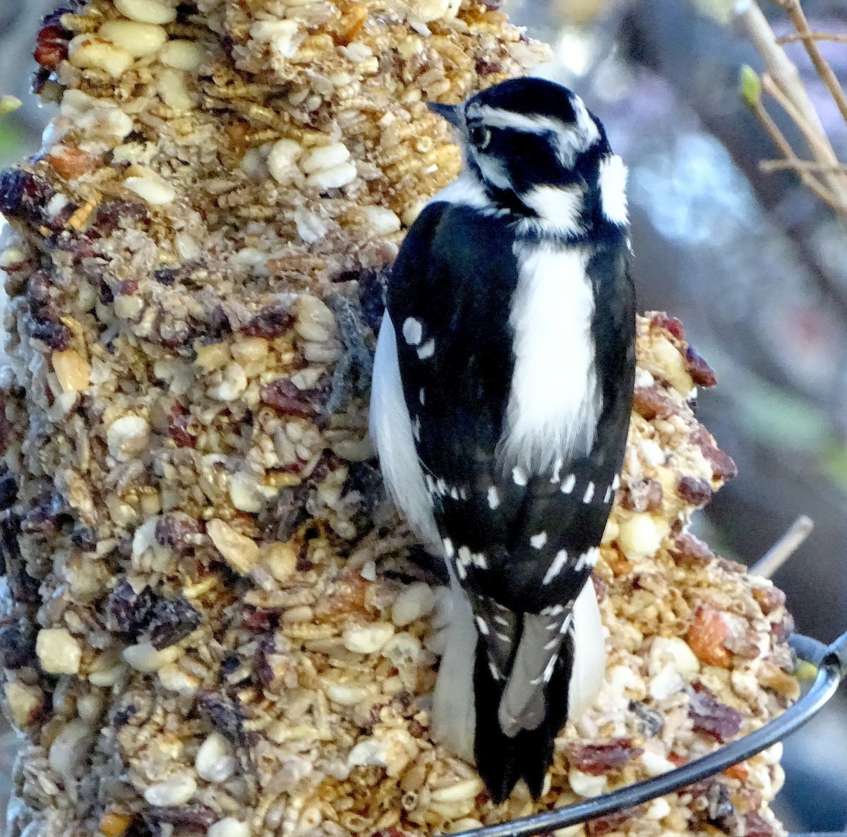 Downy Woodpecker - ML646934093