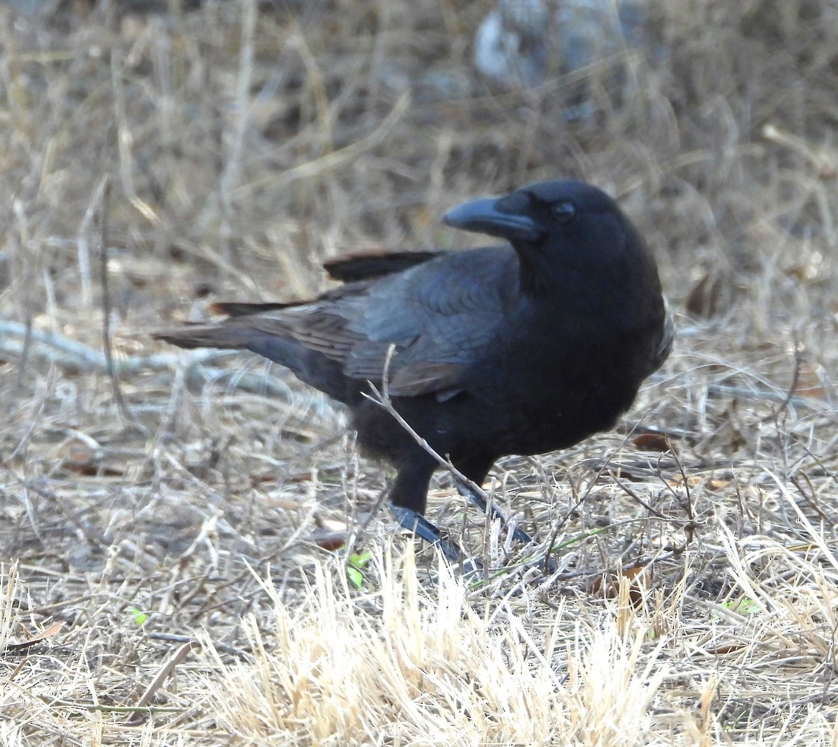 amerikakråke - ML646934096