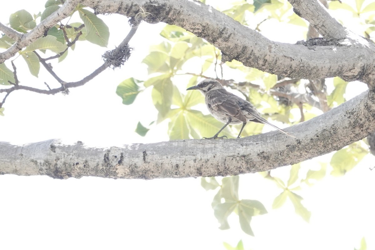 Пересмішник довгохвостий - ML646934097