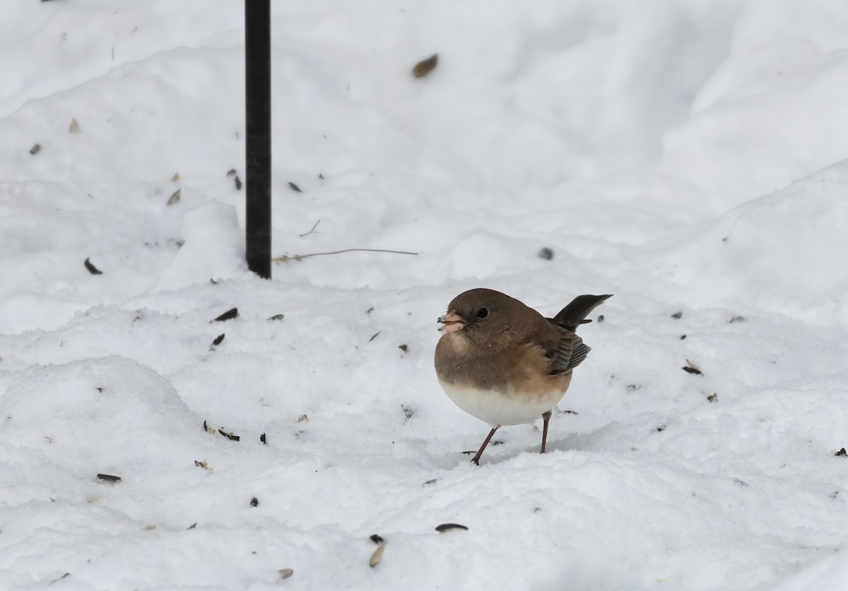 Dark-eyed Junco (cismontanus) - ML646934105