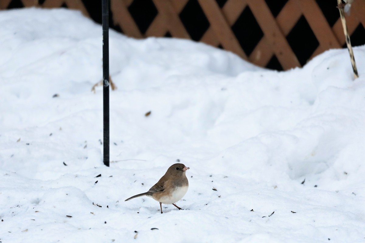 Dark-eyed Junco (cismontanus) - ML646934106