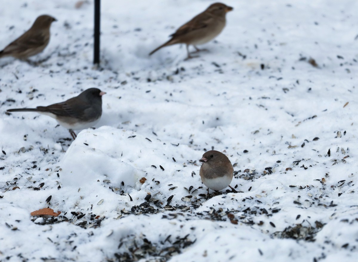 Dark-eyed Junco (cismontanus) - ML646934107