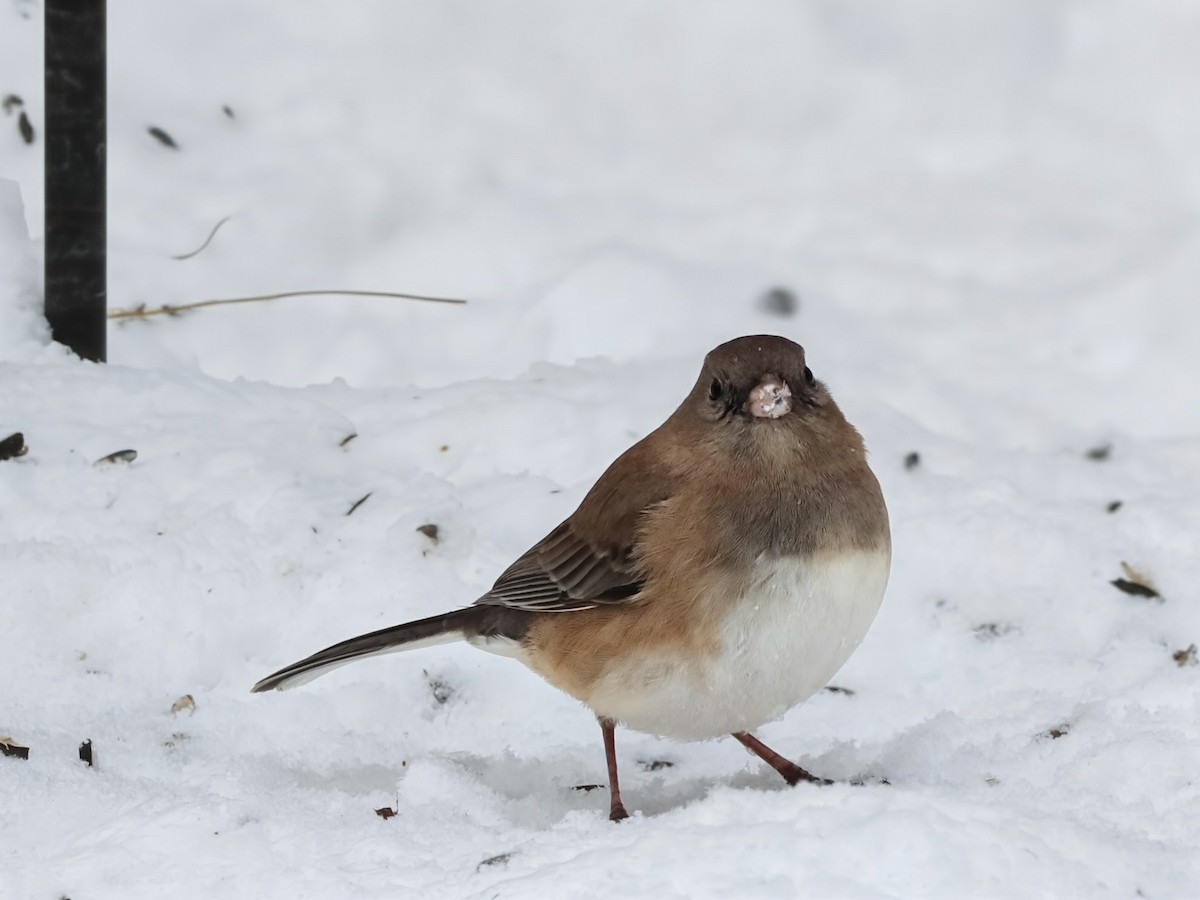 Dark-eyed Junco (cismontanus) - ML646934108