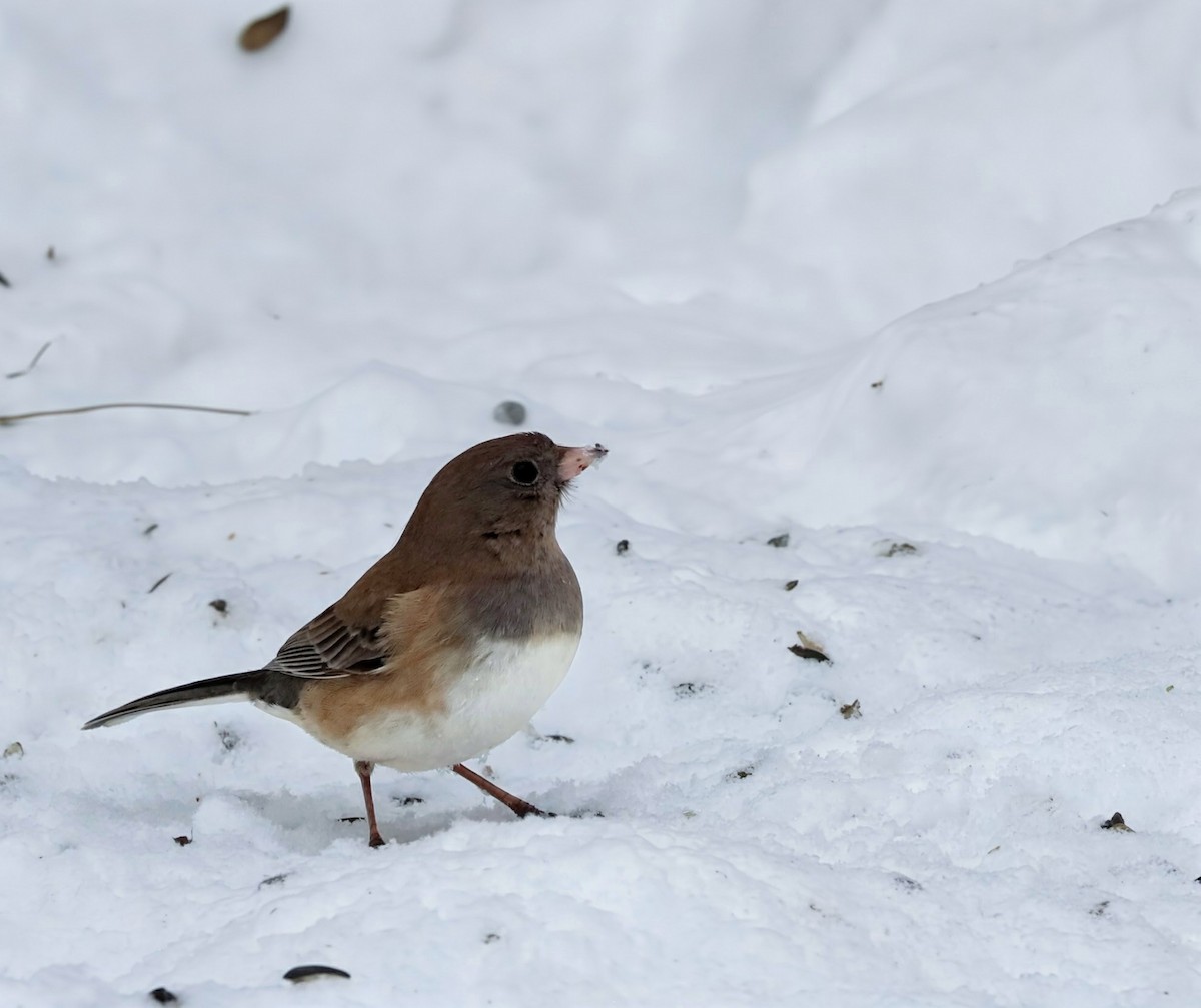 Dark-eyed Junco (cismontanus) - ML646934109