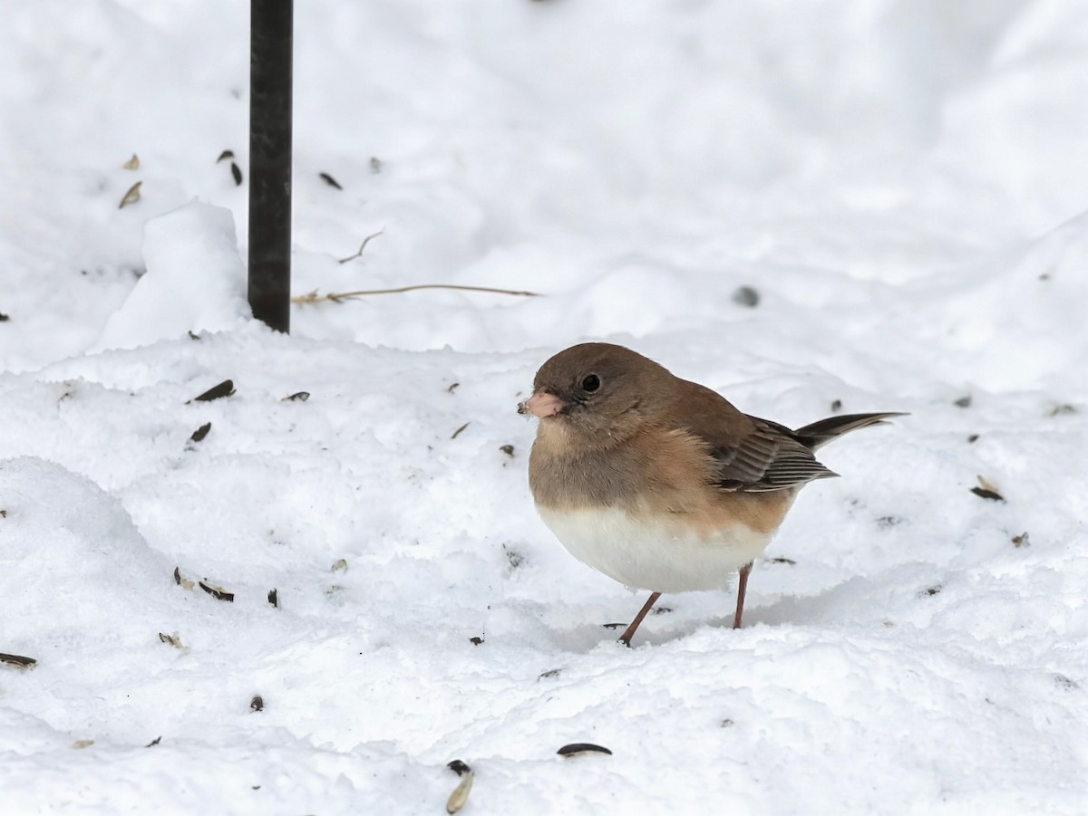 Dark-eyed Junco (cismontanus) - ML646934110